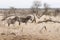 Zebras closed to impalas in the savannah