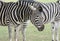 Zebras Cotswold Wild life park