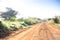 Zebras crossing an african dirt, red road through savanna