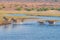 Zebras crossing Chobe river.