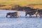 Zebras crossing Chobe river.