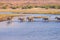 Zebras crossing Chobe river.