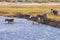 Zebras crossing Chobe river.