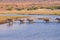 Zebras crossing Chobe river.