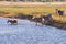 Zebras crossing Chobe river.