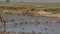 Zebras crossing mara river