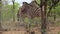 Zebras cuddling and relaxing in the African bushveld