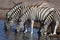 Zebras drinking, Etosha, Namibia