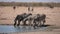 Zebras Drinking at Waterhole, Etosha National Park, Namibia