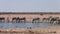 Zebras Drinking at Waterhole in Etosha NP