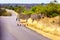 Zebras in the drought stricken savanna area of central Kruger National Park