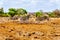 Zebras in the drought stricken savanna area of central Kruger National Park