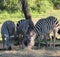 Zebras eating