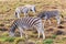 Zebras eating grass in Addo National Park, South Africa
