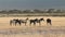 Zebras eating grass, Amboseli park, Kenya