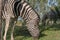 Zebras eating grass. Lubango. Angola.