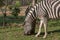 Zebras eating grass. Lubango. Angola.