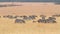 Zebras eating grass, Masai Mara