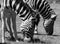 Zebras eating grass, photographed in monochrome at Knysna Elephant Park, Garden Route, Western Cape, South Africa.