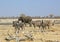 Zebras and Elephant at a pretty waterhole in Africa