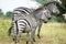 Zebras (Equus burchelli)