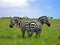 Zebras of Ethiopian savannah