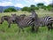 Zebras of Ethiopian savannah