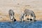 Zebras - Etosha, Namibia