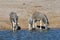 Zebras - Etosha, Namibia