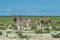 Zebras in Etosha national park, Namibia