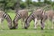 Zebras feeding with grass