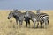 Zebras feeding in grassland at Masai Mara during Migration Month. Kenya