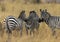 Zebras feeding in grassland at Masai Mara during Migration Month. Kenya