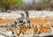 Zebras fighting at a waterhole with springbok in the foreground