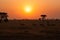 Zebras in front of the rising sun in Serengeti