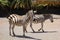 Zebras in Fuerteventura island zoo