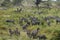 Zebras gathering in Spring. Tanzania