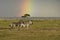 Zebras and gazelles grazing beneath rainbow, Kenya