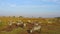 Zebras and giraffe grazing in savanna at africa