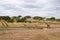 Zebras and giraffes drinking in a pond of the savanna of Tarangire National Park, in Tanzania