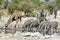 Zebras, Giraffes - Etosha, Namibia