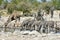 Zebras, Giraffes - Etosha, Namibia