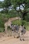 Zebras & Giraffes Kruger National Park, Africa