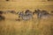 Zebras and Gnus in the savannah of the Masai Mara