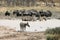 Zebras and Gnus Waterhole in Namibia