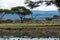 Zebras are grassing together in lake naivasha/nakuru area in kenya/africa.