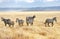 Zebras on grassland savanna in Africa, Maasai Mara National Park, Kenya, african wildlife and safari