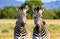 Zebras, Grasslands, Nature\\\'s Majesty, and Sunlit Views