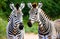Zebras, Grasslands, Nature\\\'s Majesty, and Sunlit Views