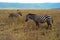 Zebras on a Grassy Plain in Ngorongoro Crater